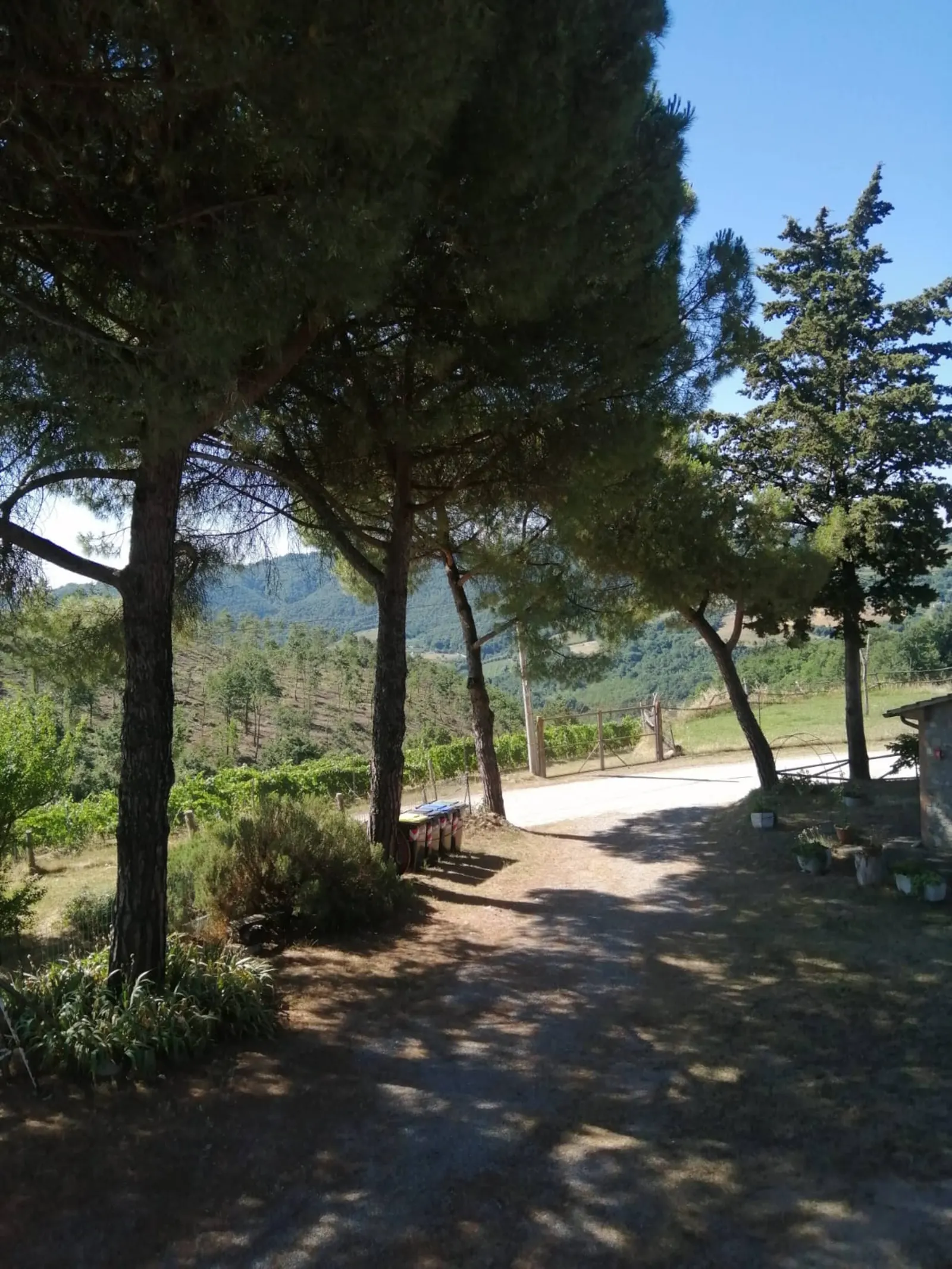 The driveway lined with pines