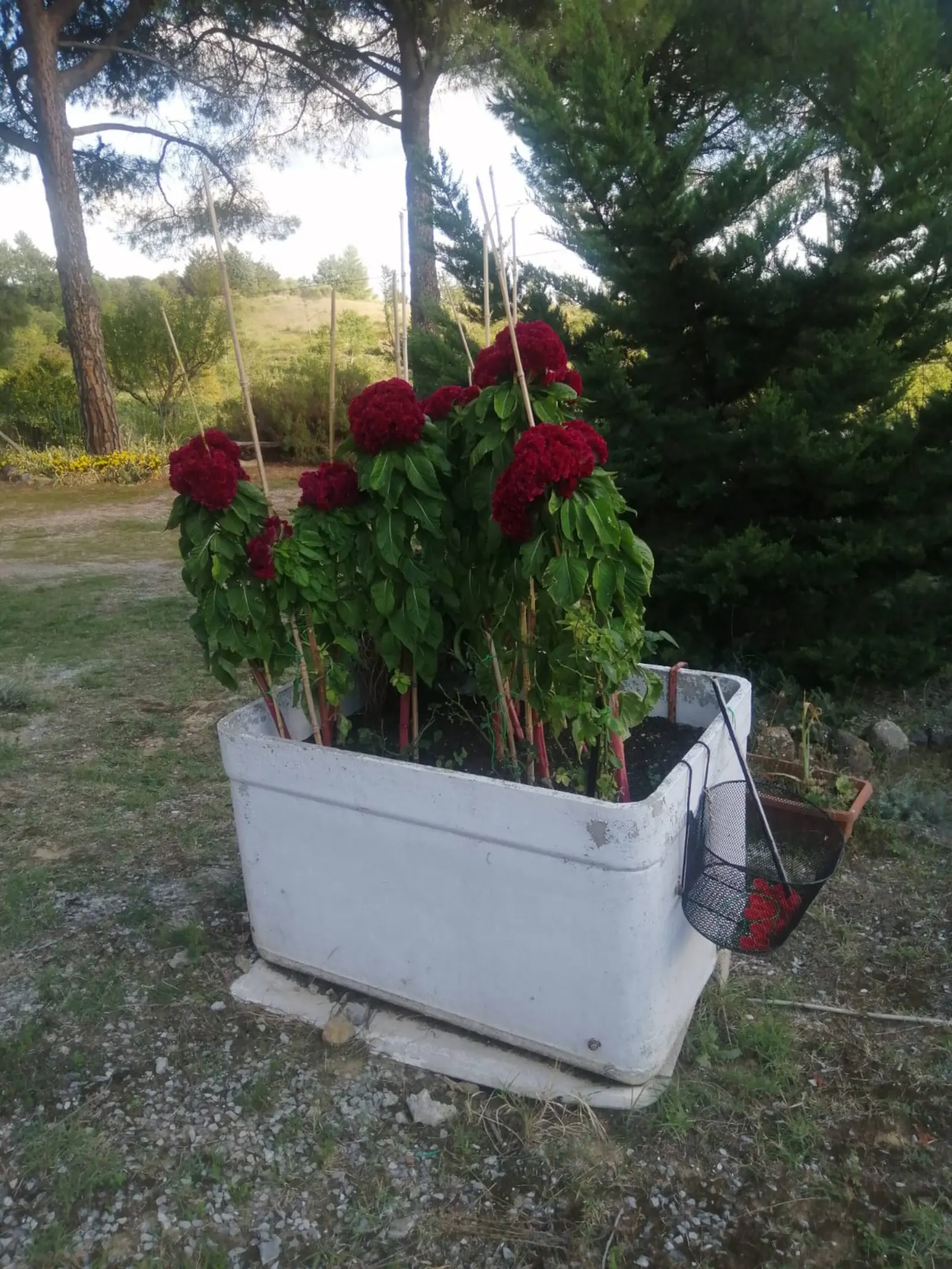 Red flowers in the garden among the trees