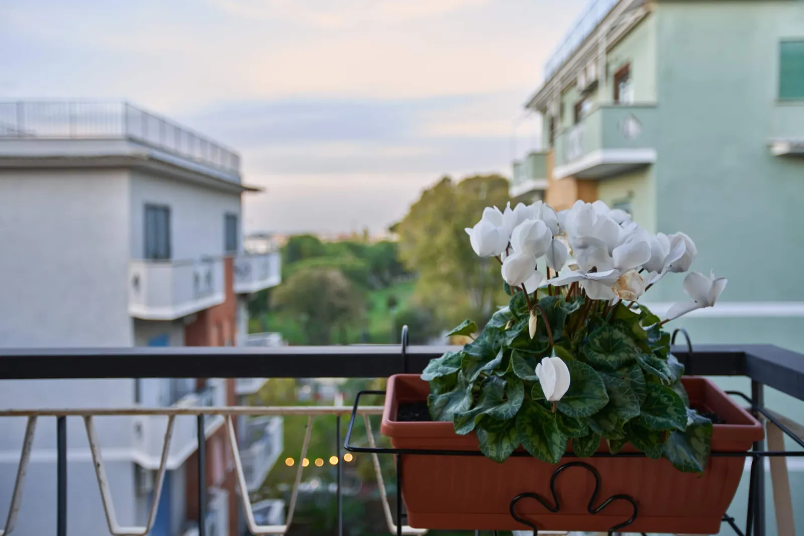 Sunset view from the terrace, with a pot of cyclamen in the foreground